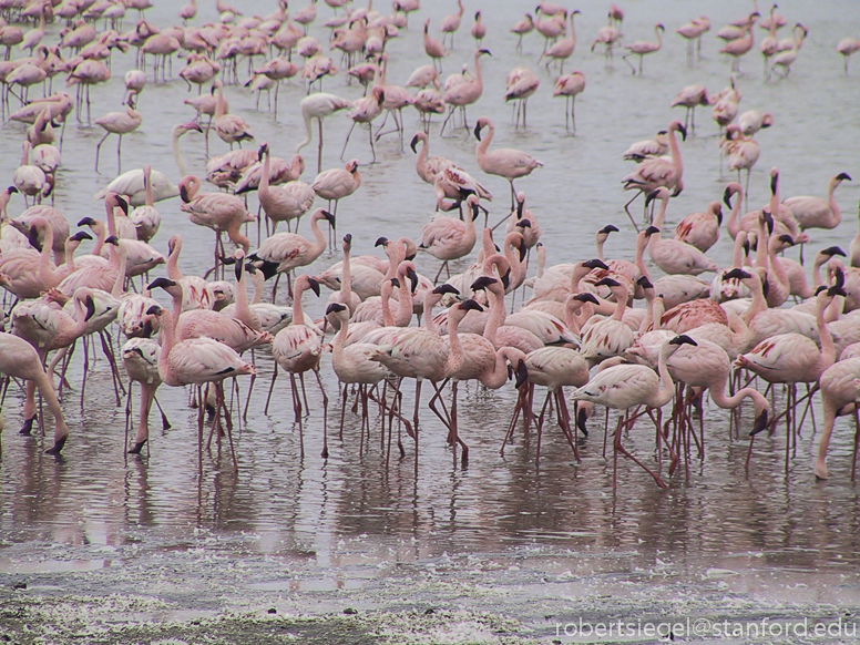 flamingos